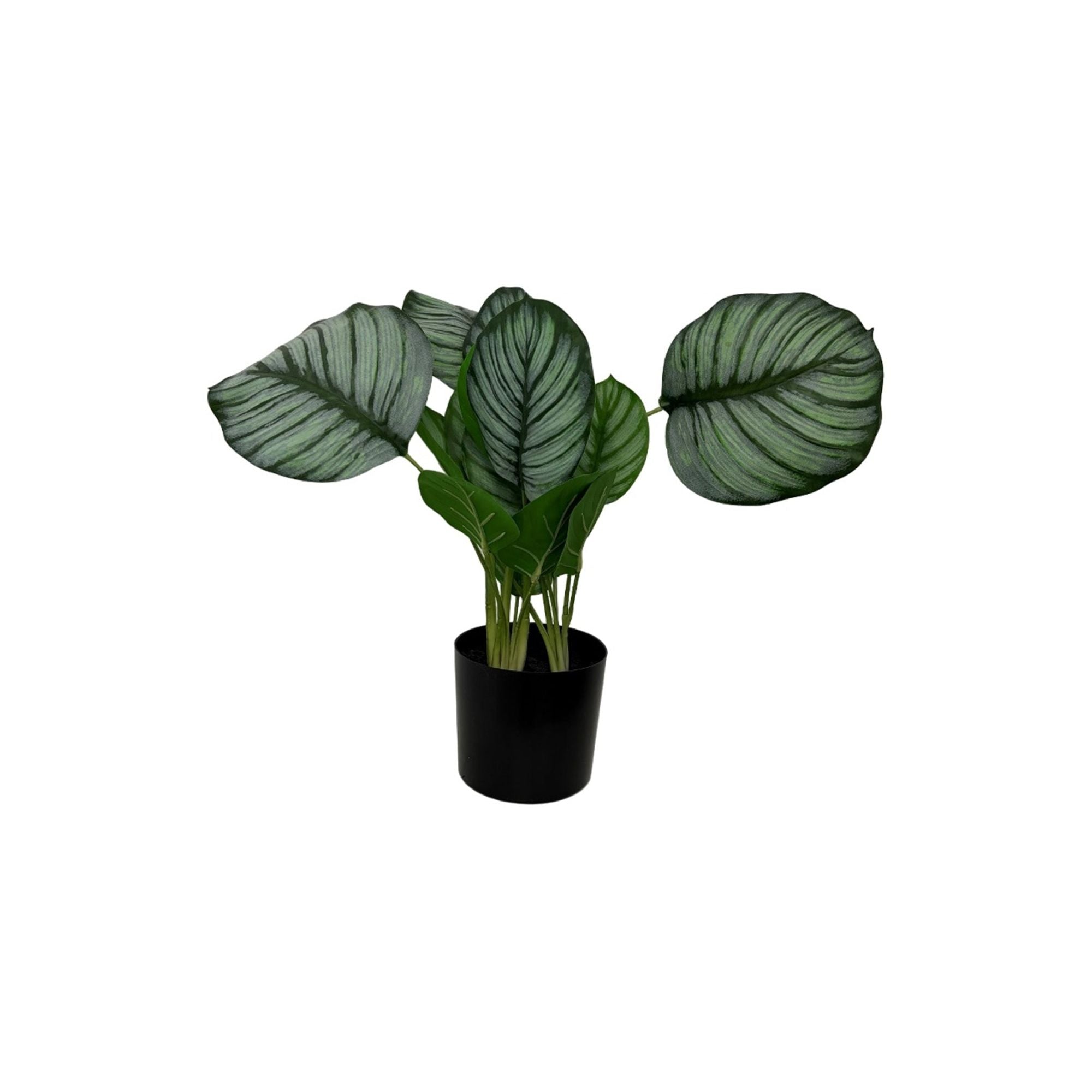 Faux Marantaceae