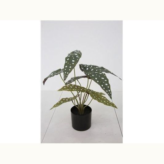 Faux Begonia Maculata Plant with Pot