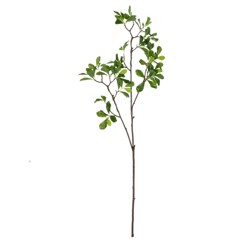 Wild Coffee Branch
