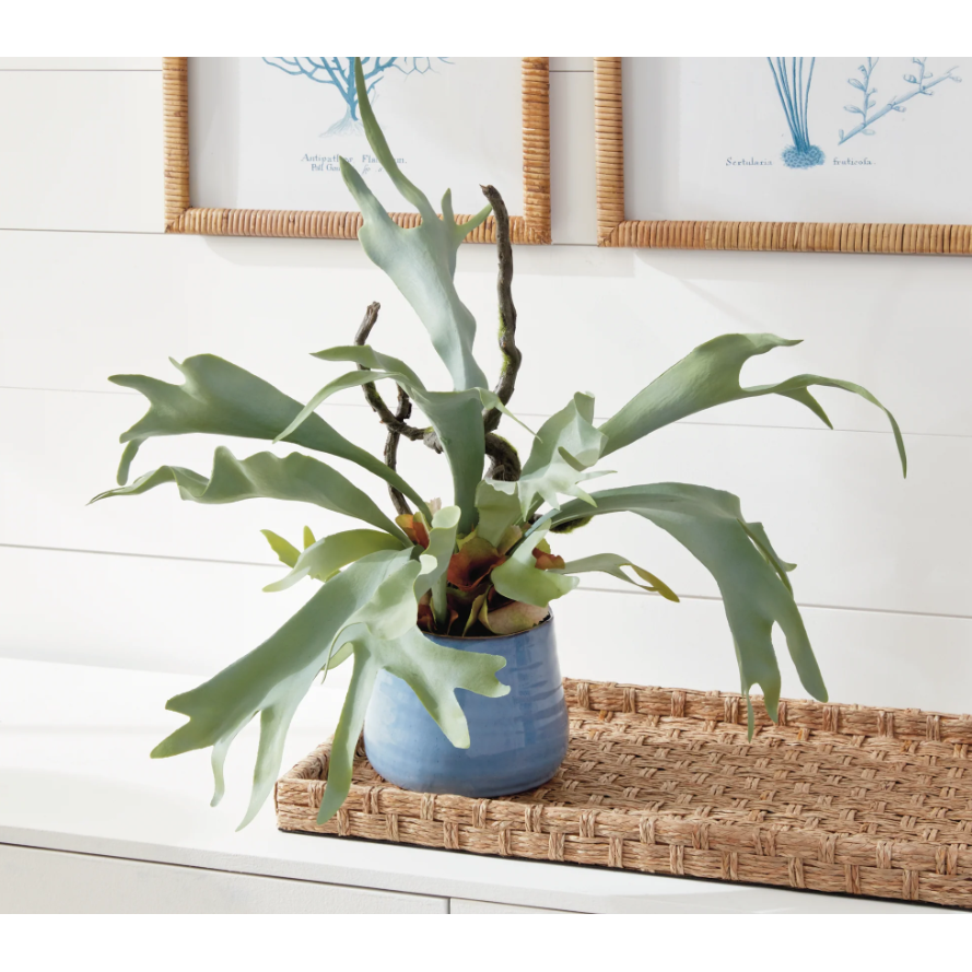 22" Staghorn Fern Drop-In