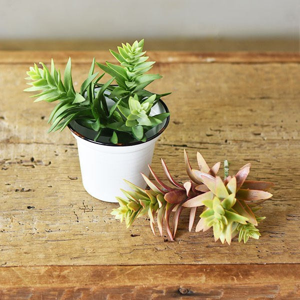 Triple Succulent - Mix Home Mercantile