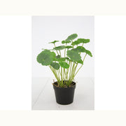 Faux Hydrocotyle