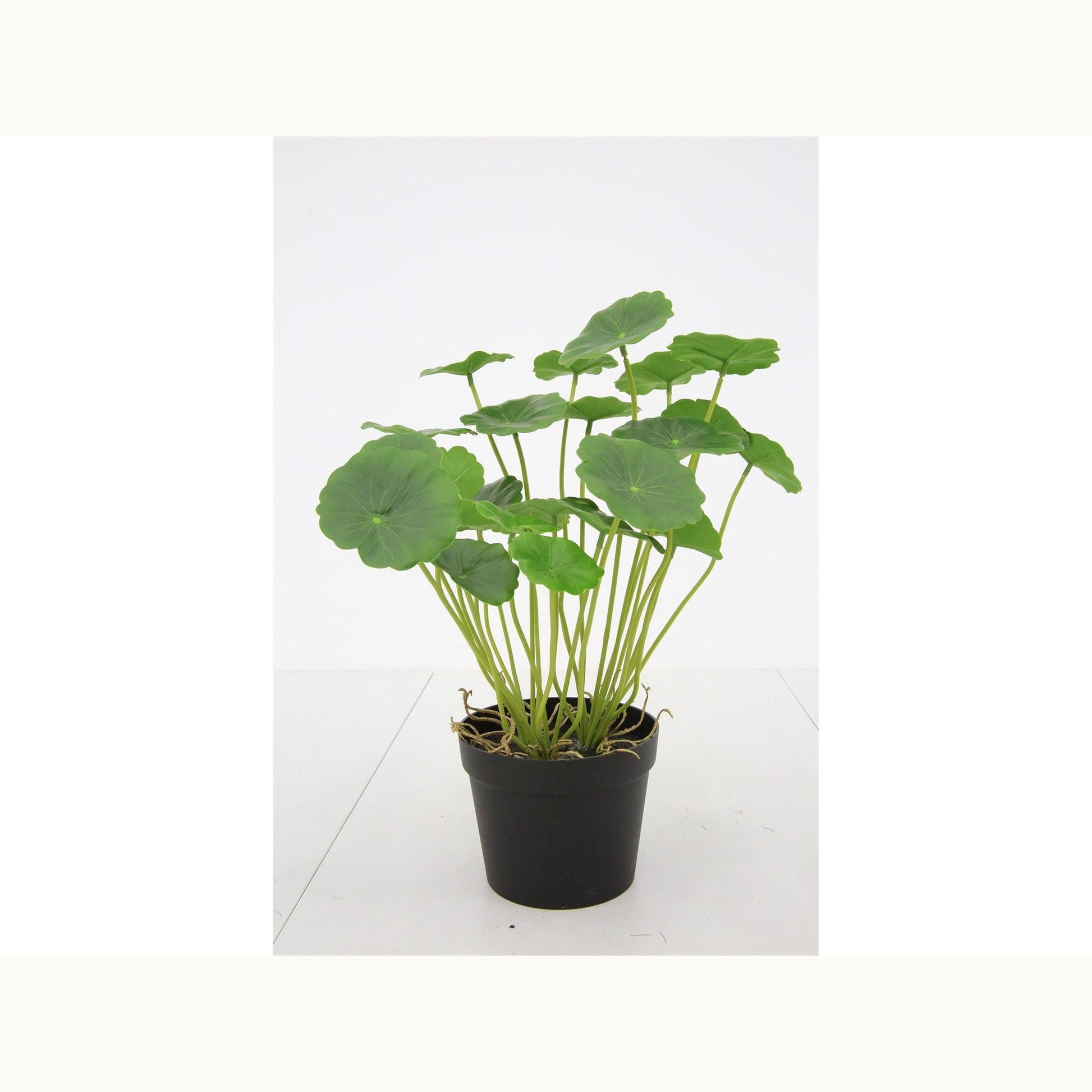 Faux Hydrocotyle