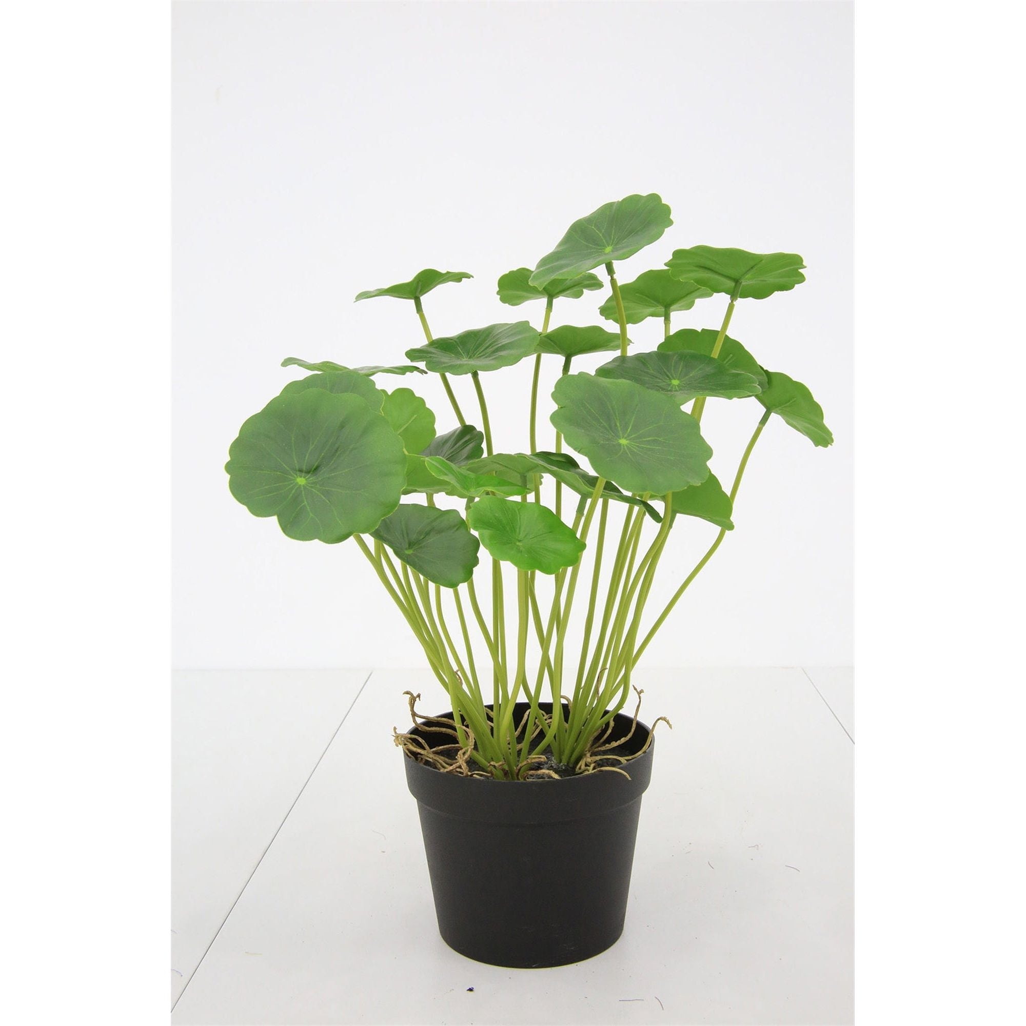 Faux Hydrocotyle