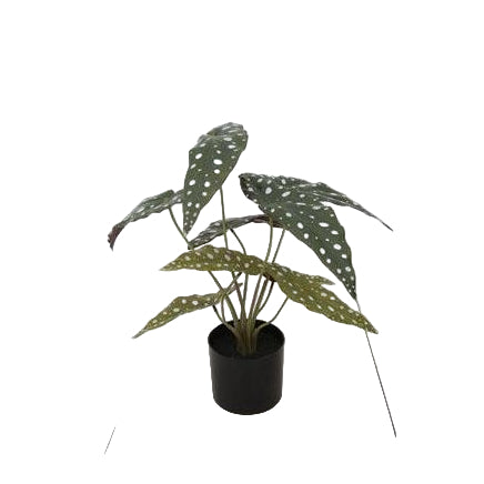 Faux Begonia Maculata Plant with Pot