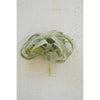 Large Artificial Tillandsia Plant