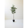 Artificial Eucalyptus Tree