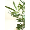 Artificial Eucalyptus Tree