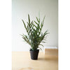 Artificial Fern