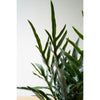 Artificial Fern