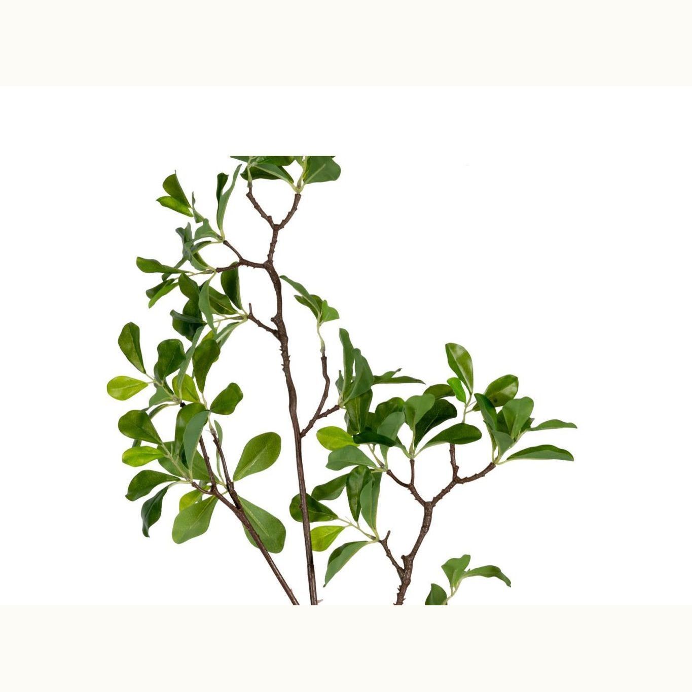 Wild Coffee Branch