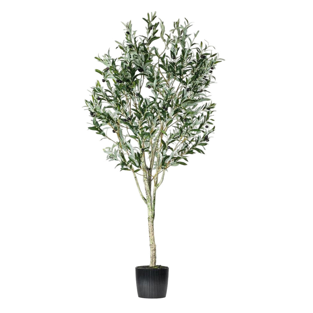 6" Green Potted Olive Tree