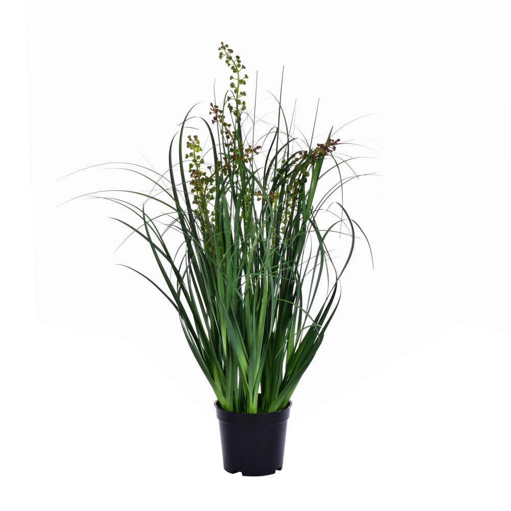 24" Green Sheep's Grass in Pot