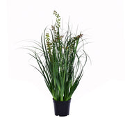 24" Green Sheep's Grass in Pot