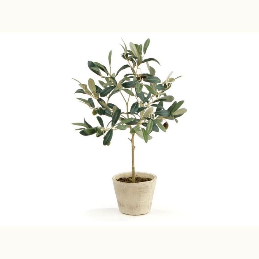 19" Olive Tree