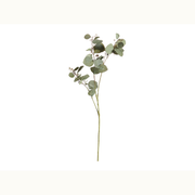 43" Silver Dollar Eucalyptus