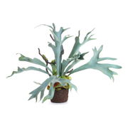 22" Staghorn Fern Drop-In
