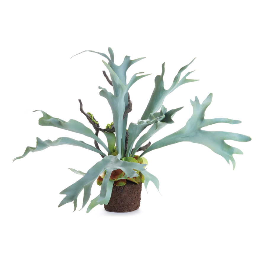 22" Staghorn Fern Drop-In