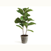 43" Fiddle Leaf Fig Potted