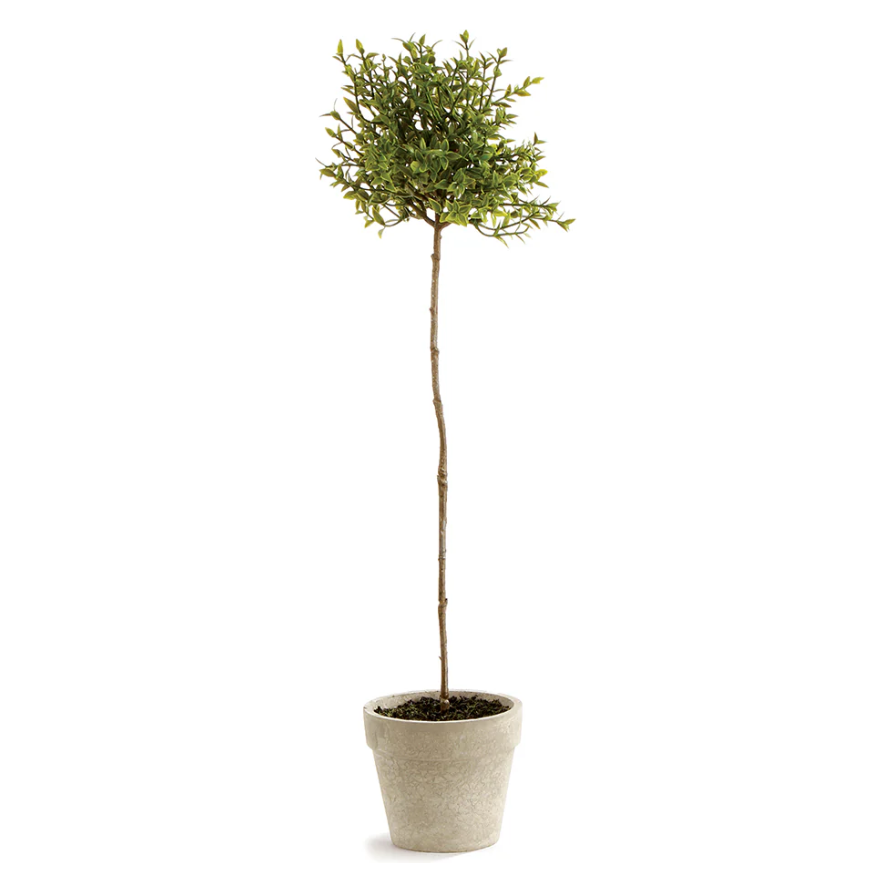 16" Thyme Topiary