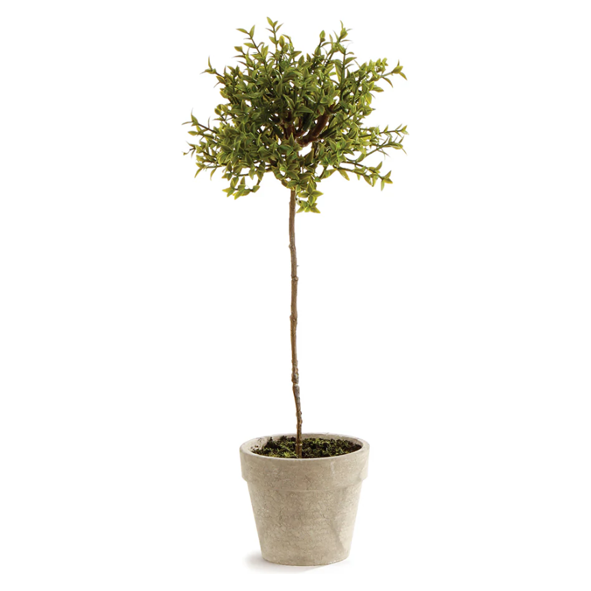13" Thyme Topiary