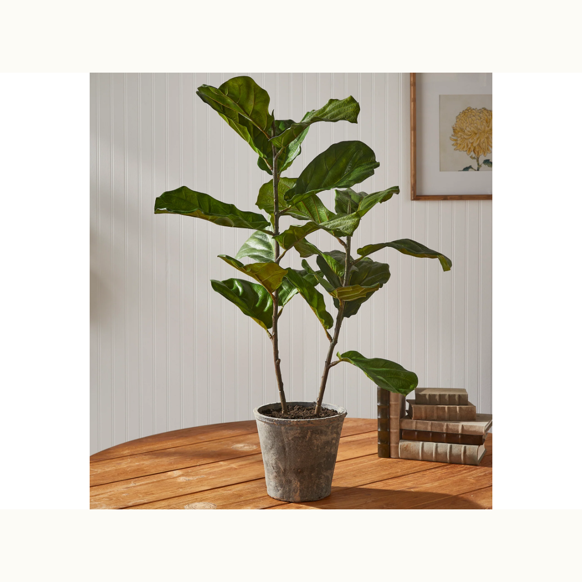 43" Fiddle Leaf Fig Potted