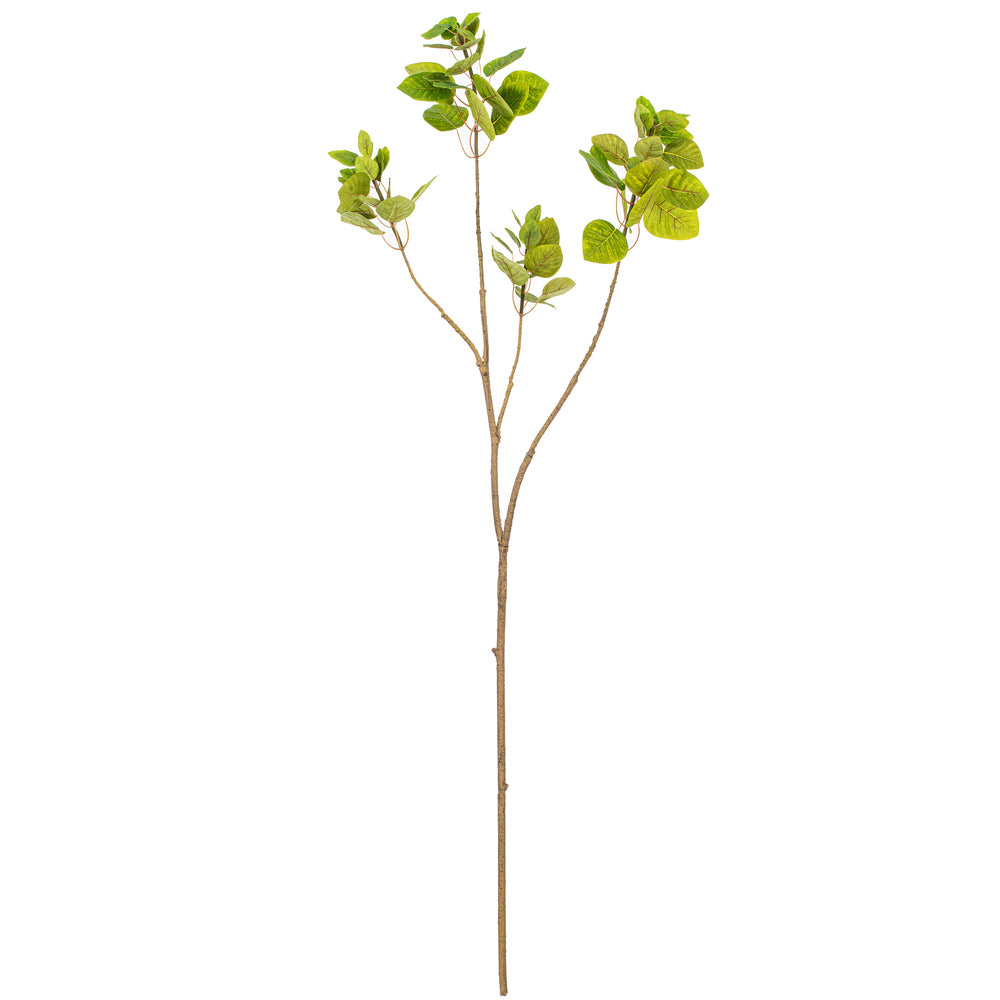 4' Cotinus Coggygria Branch-Green