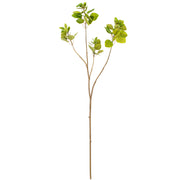 4' Cotinus Coggygria Branch-Green