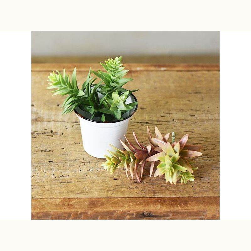 Triple Succulent - Mix Home Mercantile