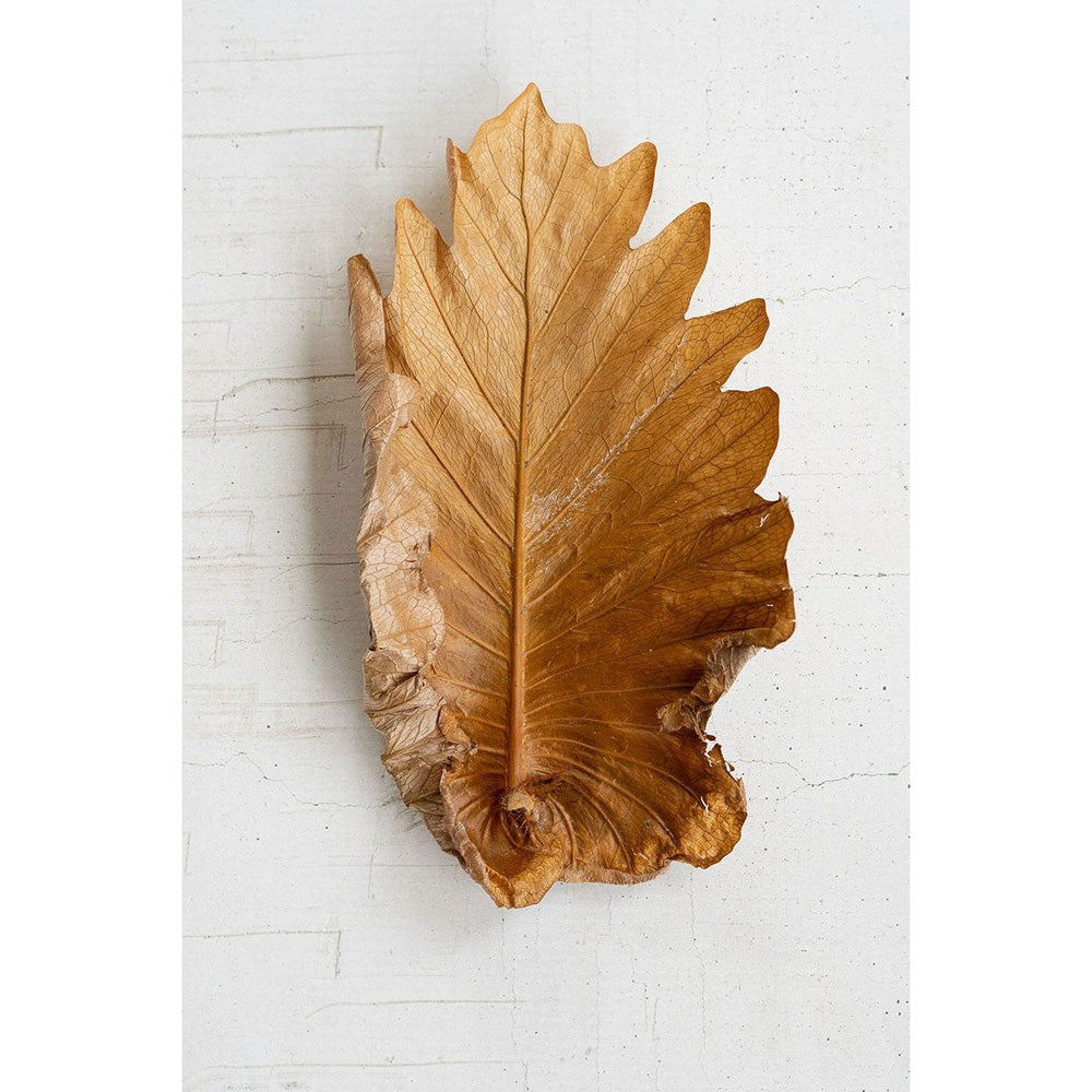 Bag of 20 Natural Fern Leaves - Mix Home Mercantile