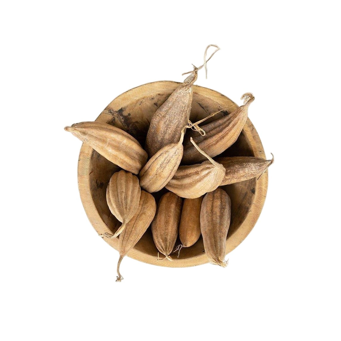 Bag of 10 Dried Mond Pods - Mix Home Mercantile