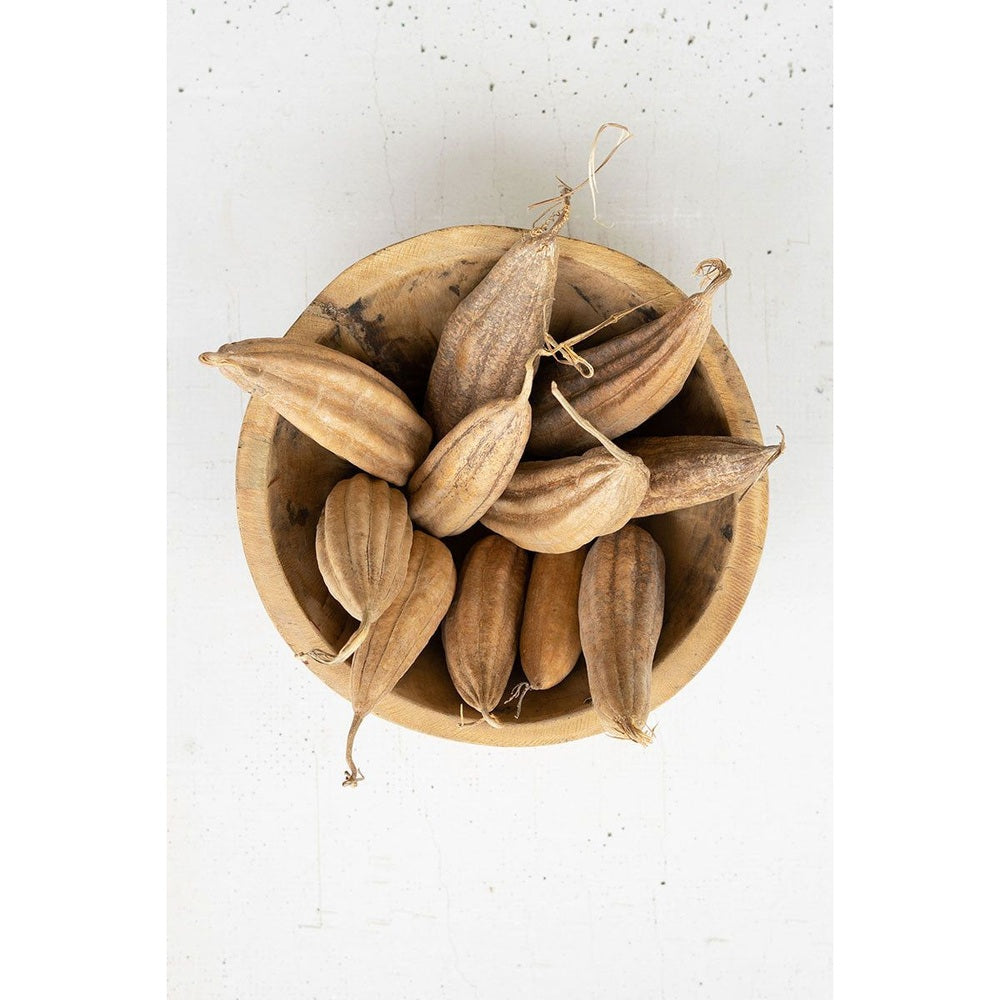 Bag of 10 Dried Mond Pods - Mix Home Mercantile