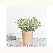 Dusty Greens in Paper Pot - Mix Home Mercantile